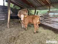 Lembu betina, Simmental cattle — foto 2