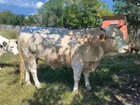Lembu betina, Charolais cattle — foto 3