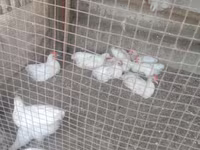 Chickens — عکس 3