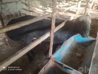قوچ, گوسفند — عکس 3