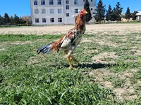 Chickens — foto 2