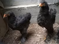 براهما — عکس 2