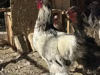 Chickens — ảnh 2