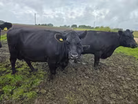 Vaca, Aberdeen-Angus — foto 2