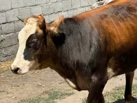 Krava, Swiss cattle — foto 4