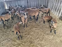 كبش, Cameroon sheep — الصورة 2