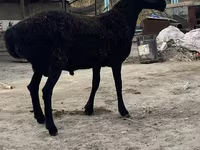 ვერძი, Hissar sheep — ფოტო 2