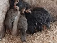Guinea fowl — 照片 1