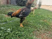Chickens — foto 4