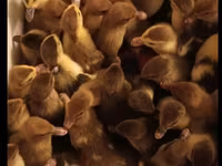 Ducks — عکس 2