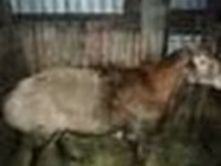 숫양, Hissar sheep — 사진 4