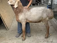 Ram, Dorper sheep — foto 1