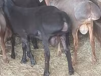 كبش, Hissar sheep — الصورة 1