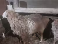 Овен, Hissar sheep — снимка 3