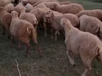 Wad, Sheep — sawirka 1