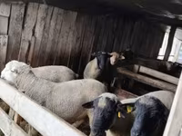 قوچ, Ile-de-France sheep — عکس 7