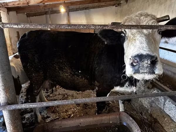 Ko, Simmental cattle