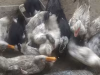 Ducks — foto 3