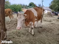 Krava, Maďarské šedé plemeno — foto 2