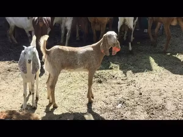 میش, گوسفند