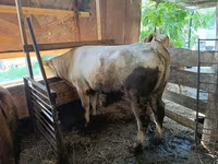 Skot (série, pohlaví neuvedeno), Skot — foto 6