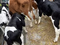 گاو نر, Simmental cattle — عکس 6