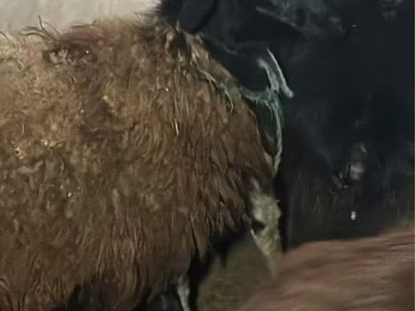 Sheep (batch, sex not specified), Sheep