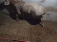قوچ, Edilbay sheep — عکس 2
