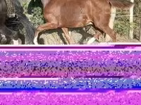 Kůň, Dutch warmblood horse — foto 2