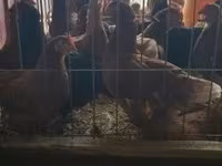 Chickens — foto 1