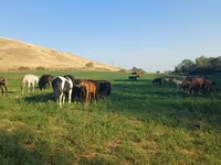 ፈረስ, Horse breed — ፎቶ 6