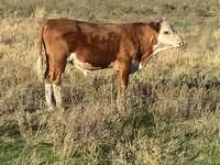 Býk, Swiss cattle — foto 7