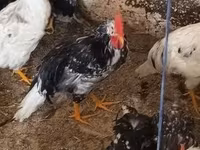 Chickens — รูปภาพ 5