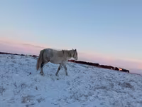Kobyła, Yakutian horse — zdjęcie 1