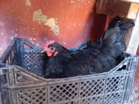 Chickens — fotografija 1