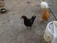 Chickens — φωτογραφία 1