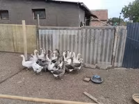 Geese — акс 3