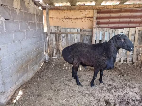 Ovan, Hissar sheep