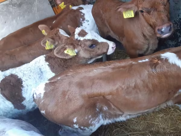 วัวตัวผู้, Simmental cattle