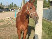 Hengst, Thoroughbred horse — Foto 6