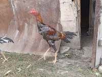 Chickens — zdjęcie 7