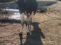 Kuh, Russian Black pied cattle — Foto 6