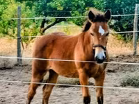 Klisna, Haflinger — foto 4