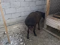 Widder, Hissar sheep — Foto 8