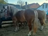 Kuda betina, Hungarian horse breed — foto 1