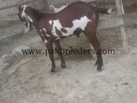 Արու այծ, Beetal goats — լուսանկար 2