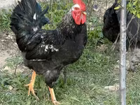 Chickens — عکس 3