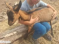 Bock, Getter — foto 1