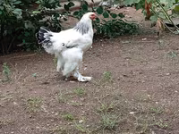 Brahma — foto 3