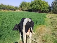 Býk, Russian Black pied cattle — foto 2